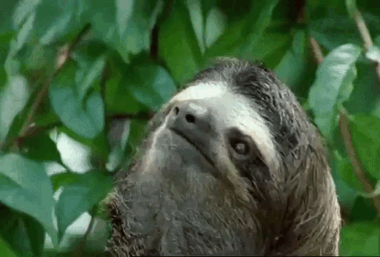 preguica-02142635077196.gif