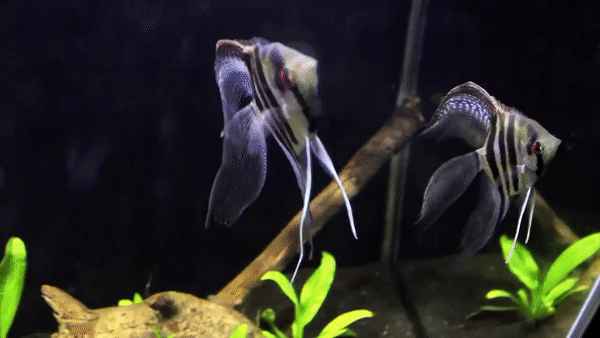acaras3.gif
