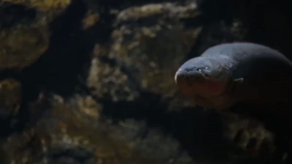 peixeeletricogig.gif