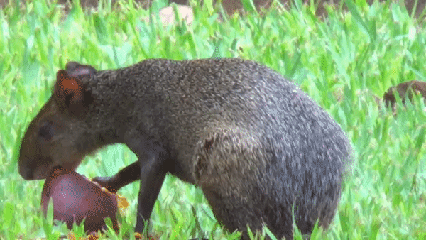 cutiagif.gif