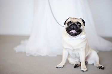 wedding dog norwich olwen cowling