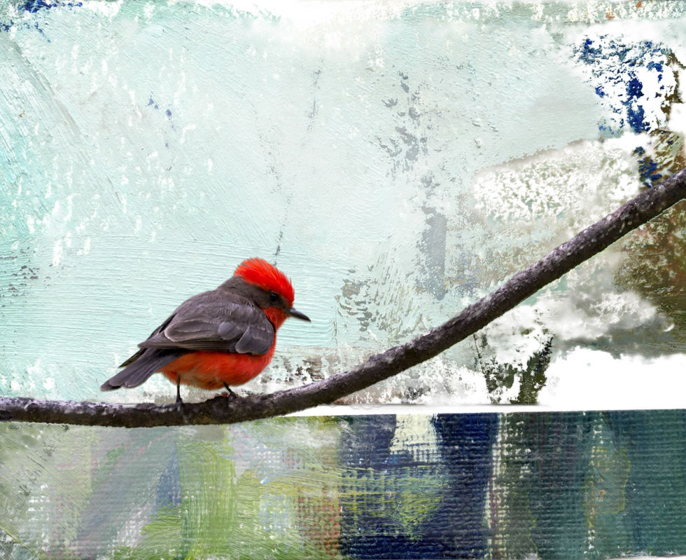 Vermilion Flycatcher