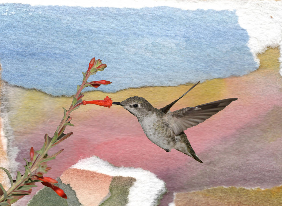 Anna's Hummingbird and California Fuchsia