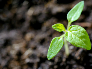 A Beginner’s Guide to Infinite Growth