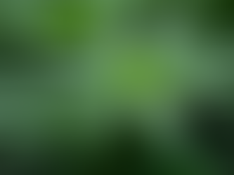 Understanding the Key Differences Between THCA and CBD for Health and Wellness