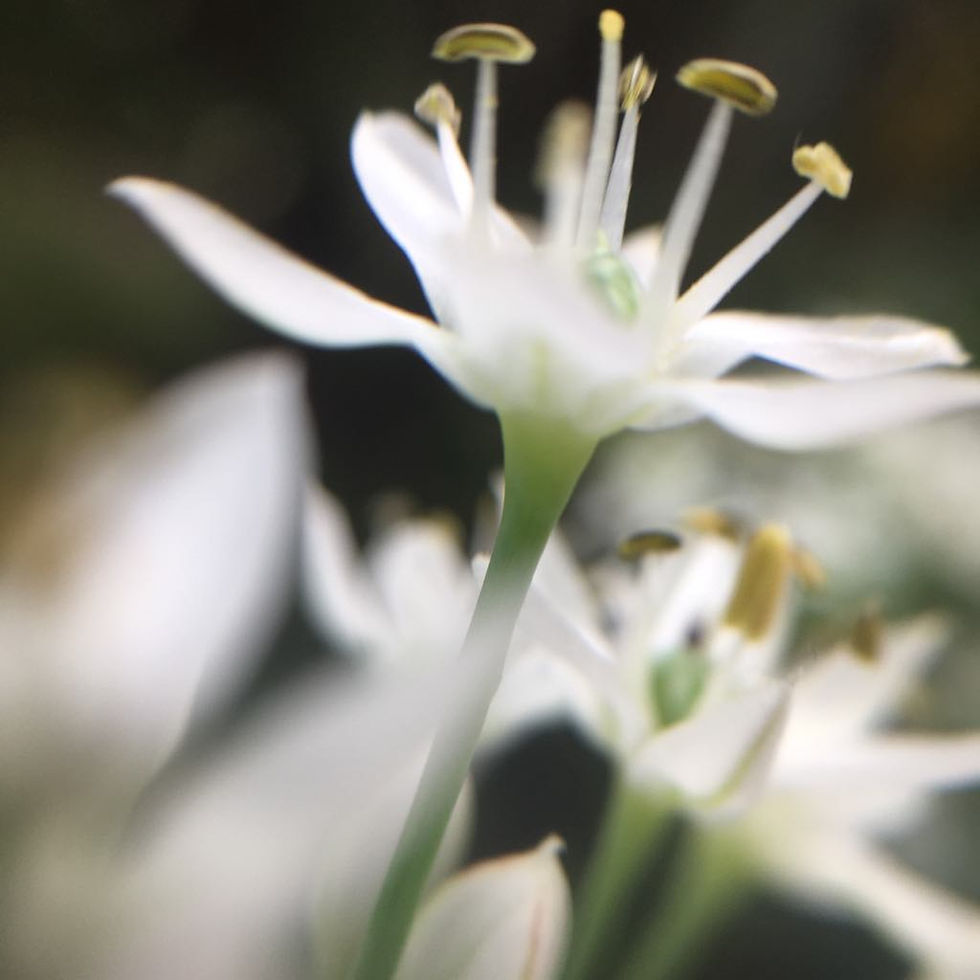 Flowers dancing in the wind