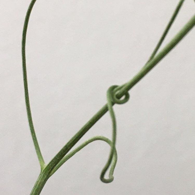 I don't know the name of this plant, but I hope you like my photo