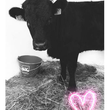 vache.jpeg