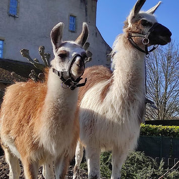 lamas.jpeg