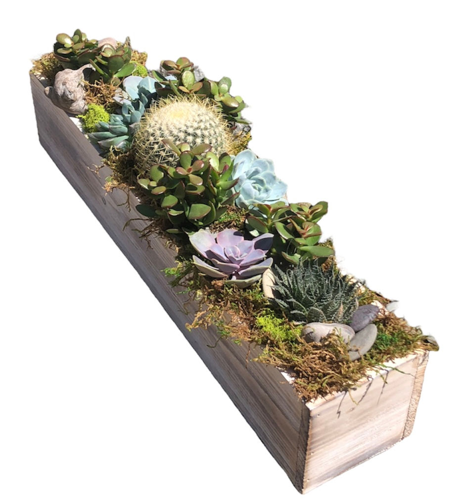 Succulent trough centerpiece