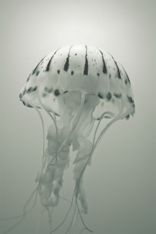 jellyfish