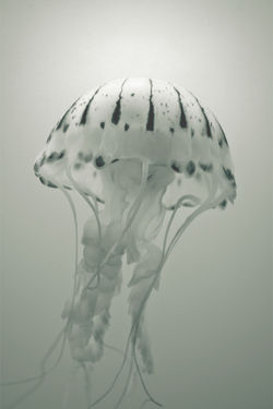 jellyfish