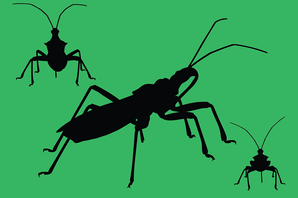 crickets_hagerstown-pest-control.png