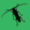 SpringTales-SilverFish_hagerstown-pest-control-thumb.png