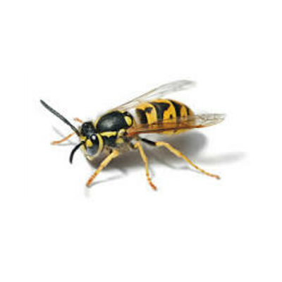 Bees-Wasps_hagerstown-pest-control-thumb.png
