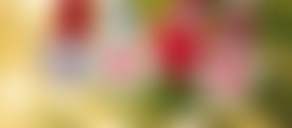 A humble Christmas! Advent 2020 Day 21