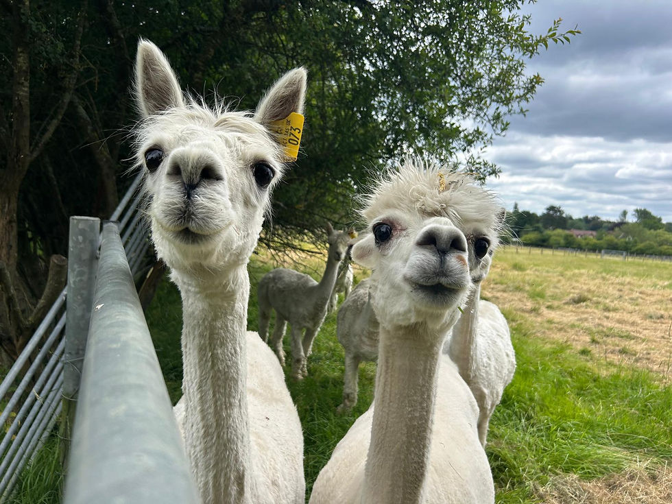 Alpaca