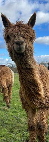 Suri Alpaca at farm