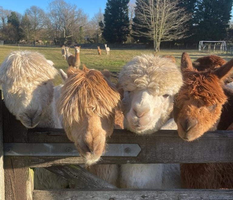 alpaca