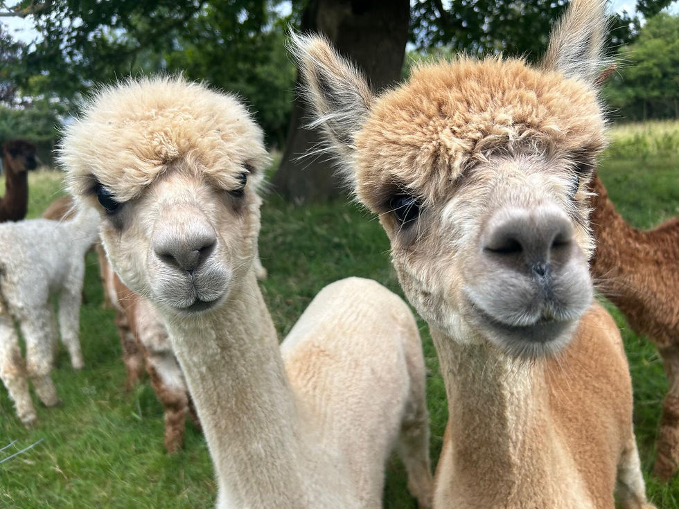 Alpaca