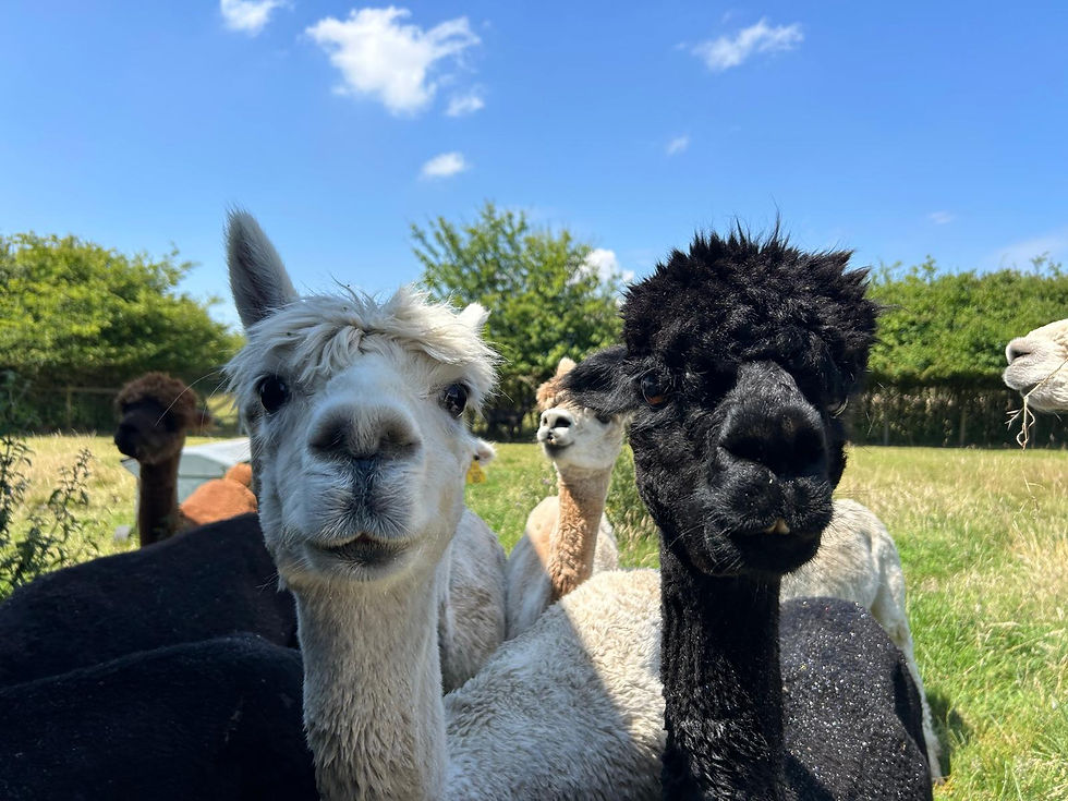 Alpaca