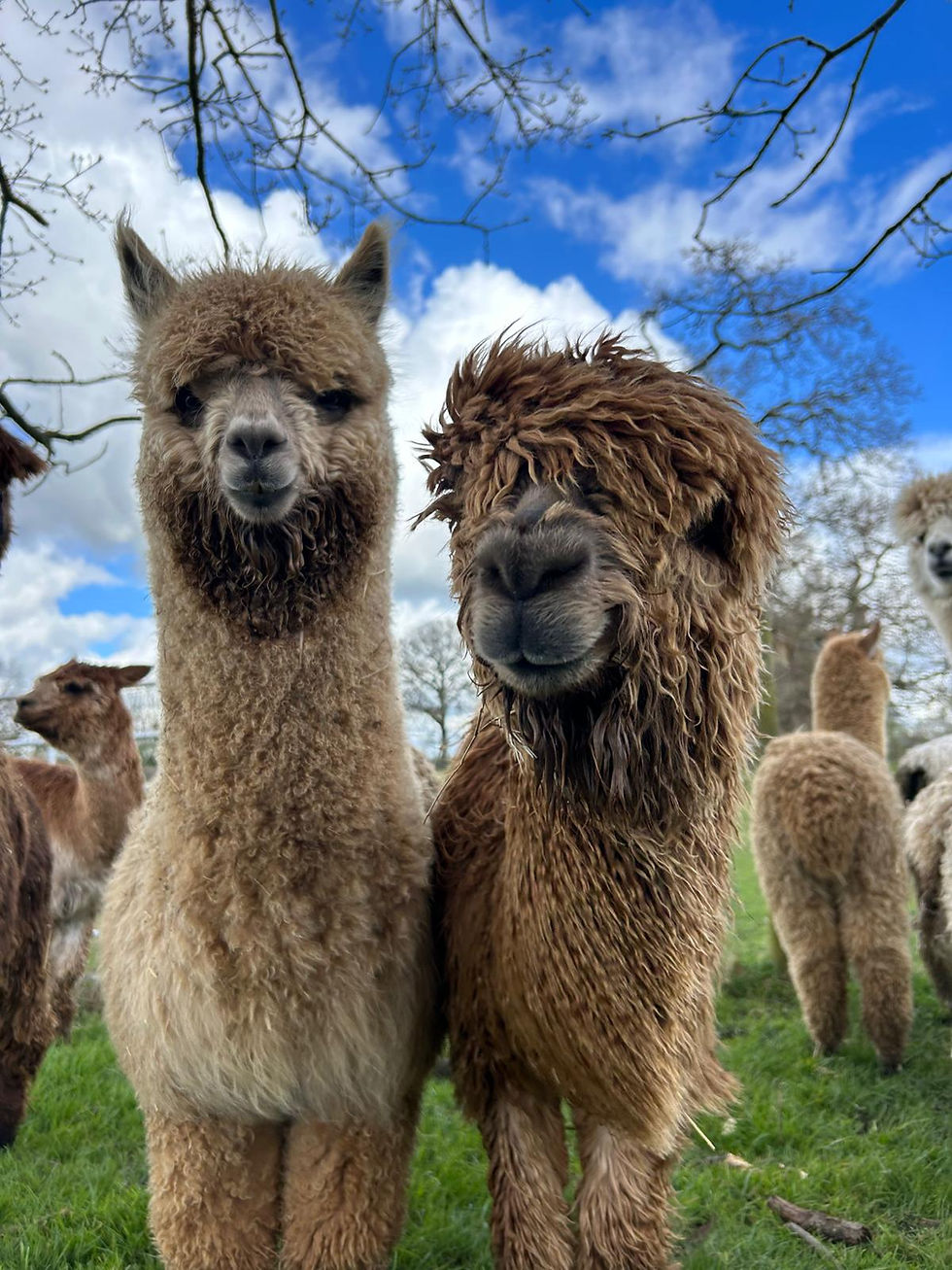 Exploring The Different Alpaca Breeds Exploring The Different Alpaca Breeds