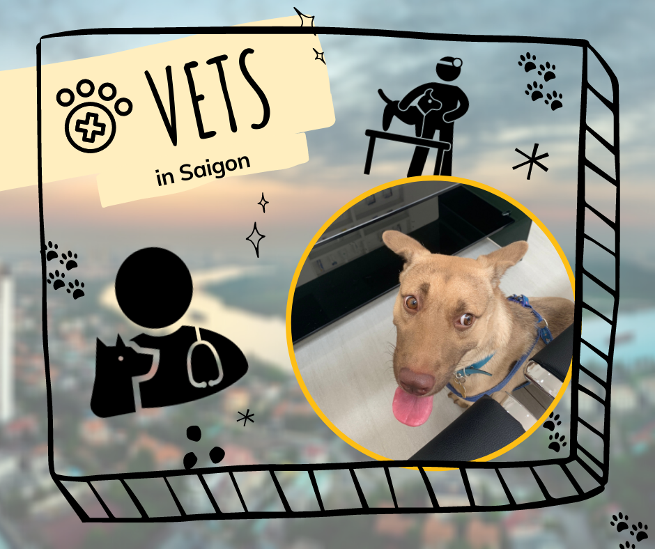 Vets in Saigon, Vietnam