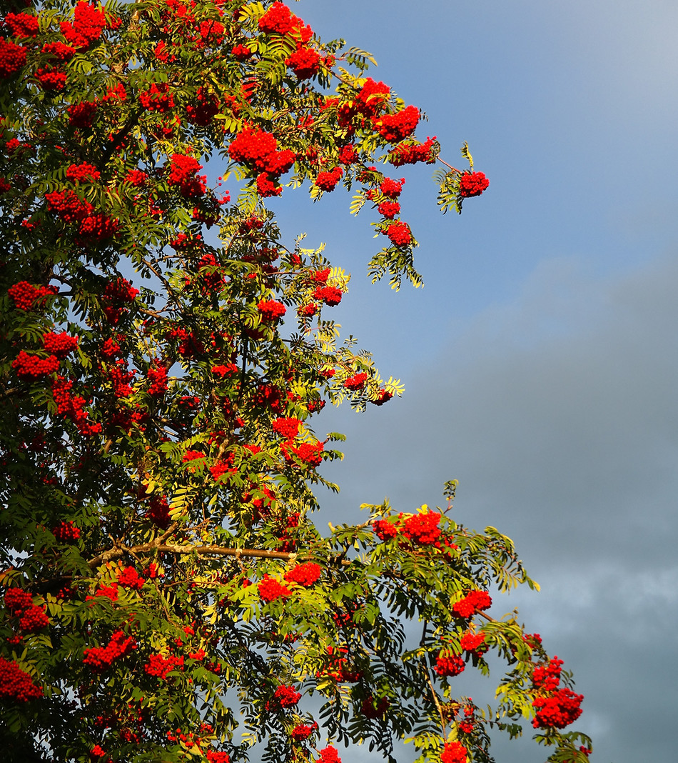 tree-branch-blossom-plant-sunlight-leaf-