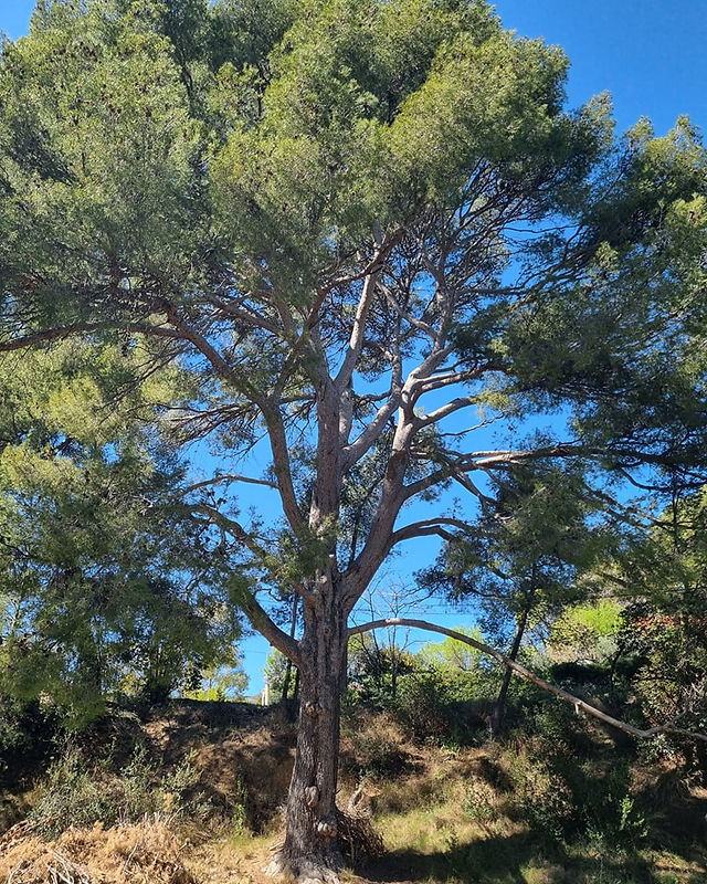 Arbre champ Aubagne Garlaban Joëlle Talpin