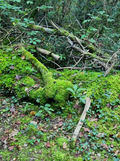 Forêt Arthez de béarn Joëlle talpin