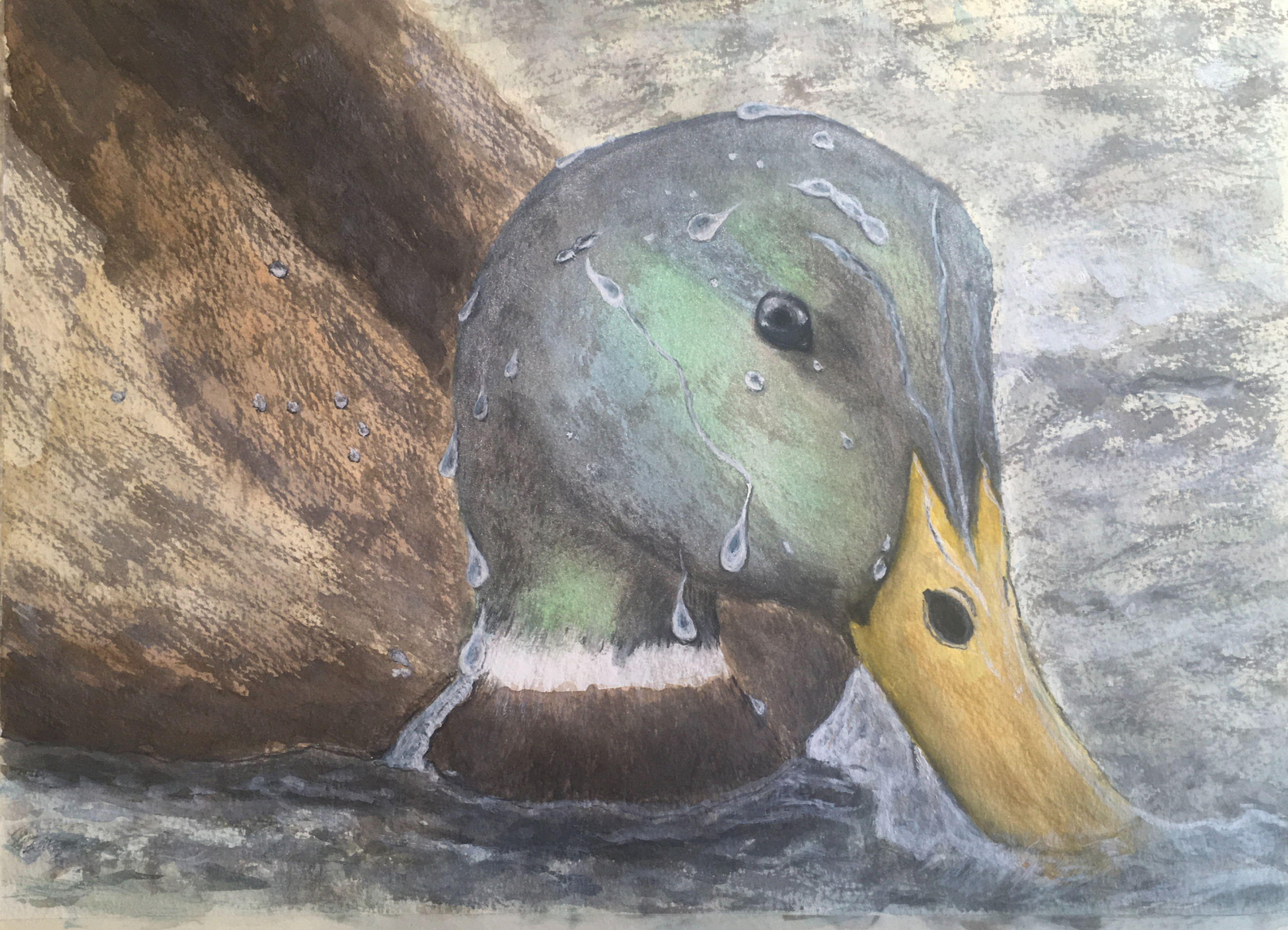 Duck on Water