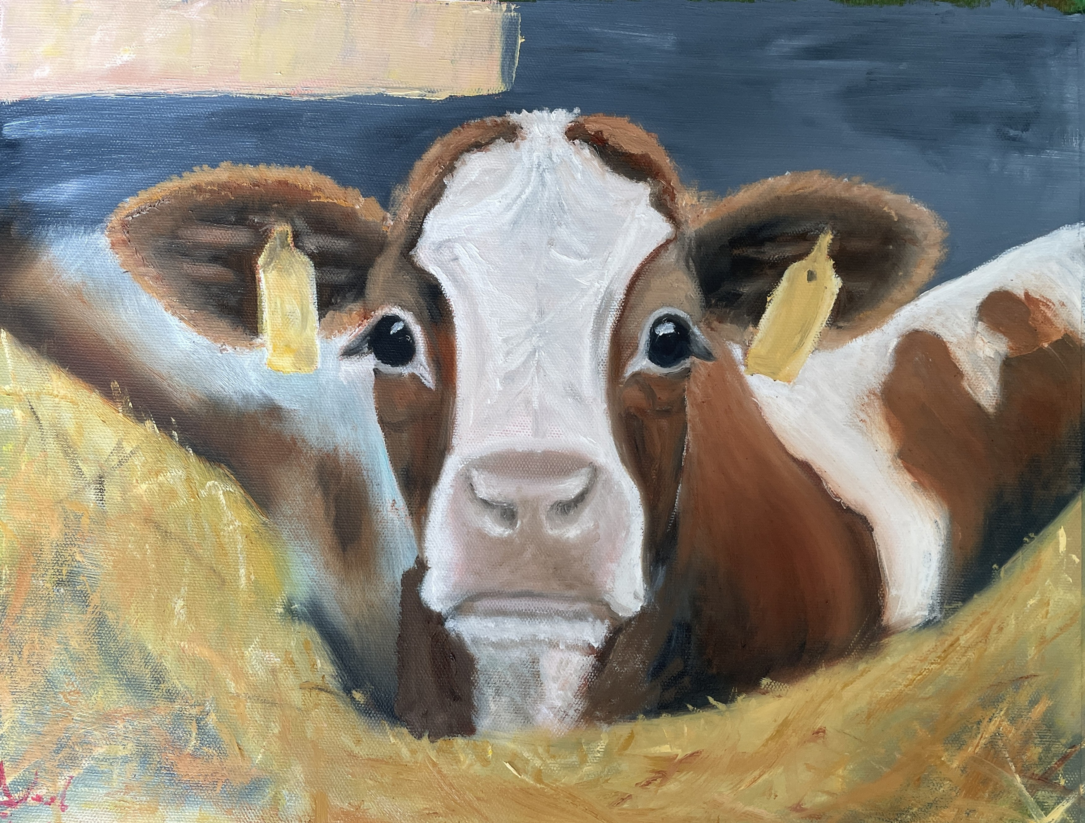 Inquisitive Calf, 18 x 14" oil on canvas