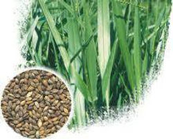 Semillas de pasto_$225 chica.jpg