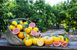 Arbol de toronja $200