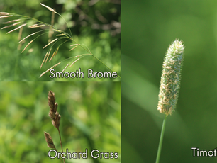 Prairies and Pastures: The Disappearing Tallgrass Prairie Habitat