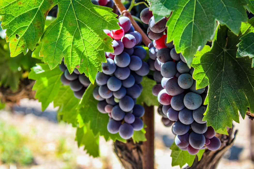 Clusters of large purple grapes hang from a vine