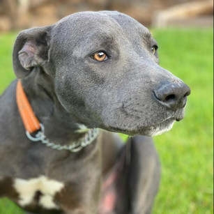 JUNIOR - ADOPTED!