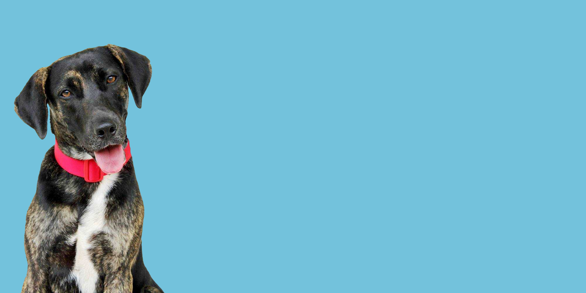 Kohala Animal Relocation and Education Services KARES Hawaii