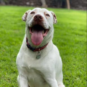 BORIS - IN FOSTER