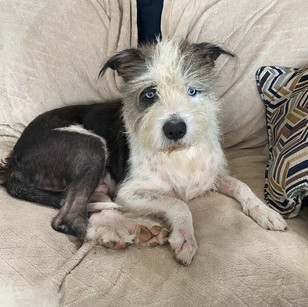 DAKOTA - ADOPTED!