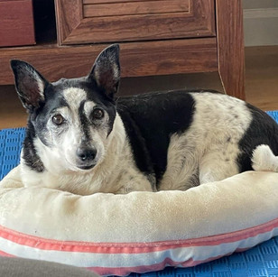 TINY - IN FOSTER