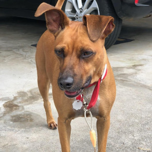 ANNIE - IN FOSTER