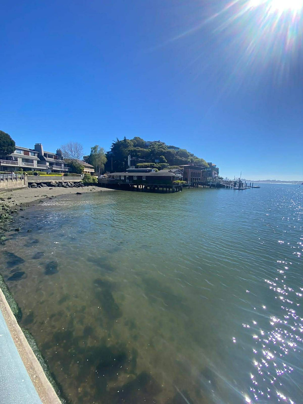 Sunny waterfront with houses and trees along the shoreline. Clear blue sky, sparkling water, and a serene atmosphere.