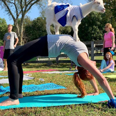 Goat Yoga in Nashville