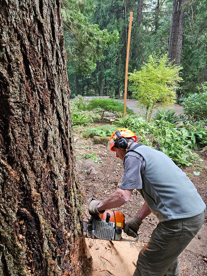 Lance Cutting a Tree