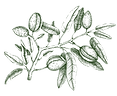Fruit Branch_edited.png