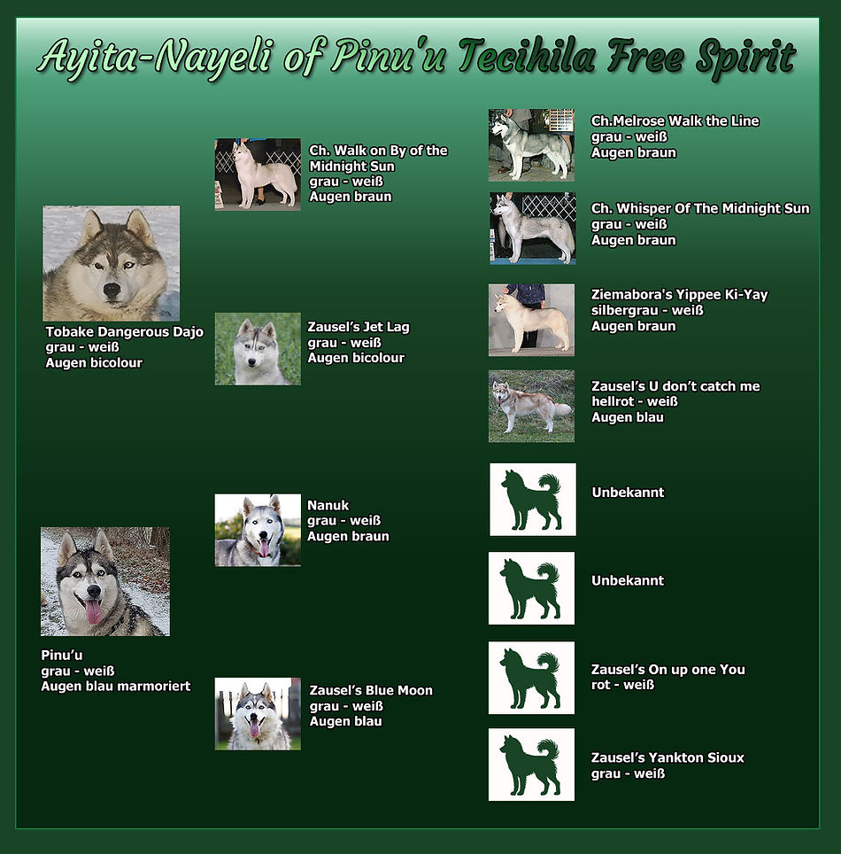 Stammbaum von Siberian Husky Nayeli
