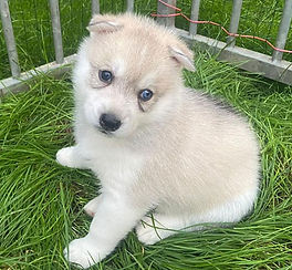 Siberian Husky Welpe