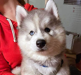 Siberian Husky Welpe
