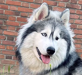 Siberian Husky